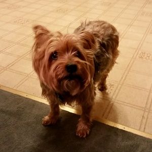 Meet your Posher, Skyvara